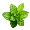 YAY Mint Mojito Lip Balm – Cool Hydration for Fresh Lips