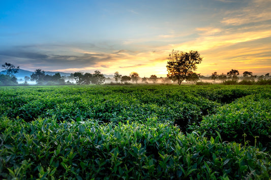 The Tea Tree Skin Miracle – The 7 Benefits of Tea Tree Oil
